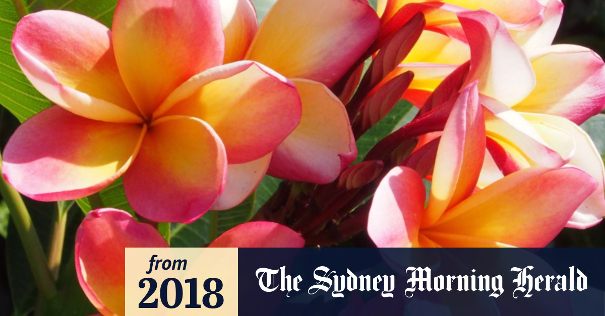 The fragrant season of frangipani love Sydney's most loved summer tree